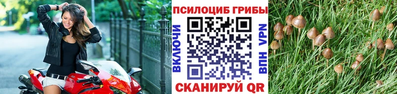 Галлюциногенные грибы MAGIC MUSHROOMS  OMG как зайти  Дмитриев 